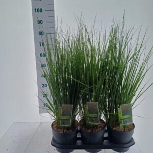 Molinia caerulea Heidebraut Molinia caerulea 'Heidebraut'
(1 Plants/Order)(19cmP 70cmH)