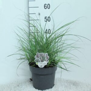 Miscanthus Red Chief Miscanthus sin. 'Red Chief' P23
(1 Plants/Order)(23cmP 55cmH)