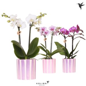 Phalaenopsis Multiflora mix 2 spike in Painted Stripe pink
(8 Plants/Order)(9cmP 40cmH)