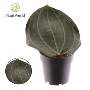 Hoya Latifolia
(4 Plants/Order)(14cmP 20cmH)