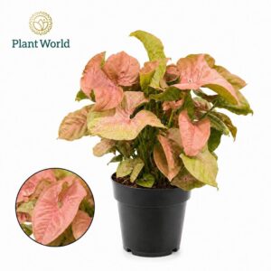 Syngonium Red Heart
(7 Plants/Order)(14cmP 30cmH)