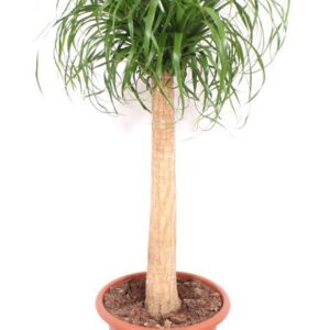Nolina recurvata Beaucarnea
(1 Plants/Order)(30cmP 100cmH)