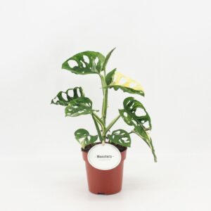 Monstera obliqua Leichtlinii Adansonii Variegata B
(8 Plants/Order)(12cmP 25cmH)