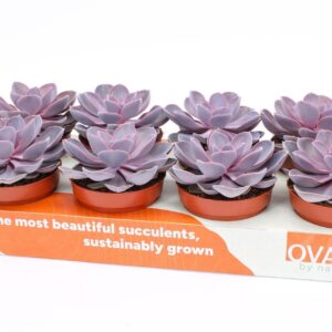Echeveria Purple Pearl
(8 Plants/Order)(12cmP 15cmH)