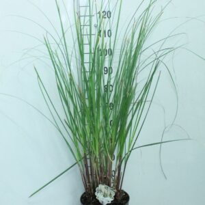 Cortaderia selloana
(1 Plants/Order)(29cmP 140cmH)