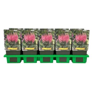Astilbe chinensis Visions in Pink
(10 Plants/Order)(11cmP 25cmH)