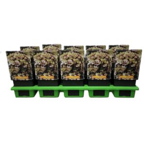Phlox Paniculata Phlox paniculata 'Mystique Green' P11
(10 Plants/Order)(11cmP 25cmH)