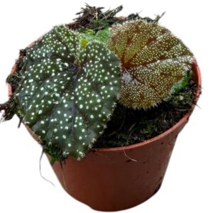 Begonia Curtisii Galaxy
(14 Plants/Order)(8cmP 12cmH)