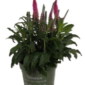 Veronica spicata Anniversary pink Veronica Spicata pink
(6 Plants/Order)(17cmP 35cmH)