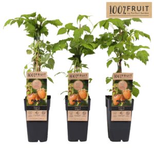 Rubus idaeus Fallgold
(10 Plants/Order)(15cmP 65cmH)