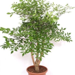 Heteropanax chinensi
(1 Plants/Order)(45cmP 180cmH)