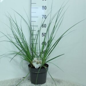 Cortaderia selloana Junior' P23
(1 Plants/Order)(23cmP 80cmH)