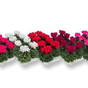 Cyclamen Super Serie C Clr
(8 Plants/Order)(10.5cmP 20cmH)