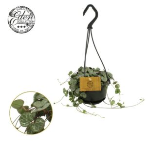 Ceropegia woodii Variegata 10,5cm HP
(5 Plants/Order)(10.5cmP 20cmH)