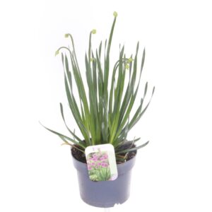 Allium schoenoprasum millenium
(6 Plants/Order)(17cmP 50cmH)