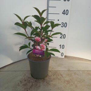 Viburnum bodnantense Dawn
(1 Plants/Order)(17cmP 35cmH)