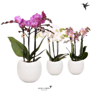 Phalaenopsis Multiflora mix 3 spike in Bowl Pot white
(6 Plants/Order)(9cmP 40cmH)