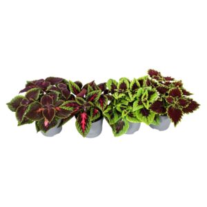 Coleus Coleus minimaal 3 Types mix
(6 Plants/Order)(13cmP 20cmH)