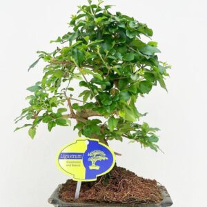 Bonsai Ligustrum sinense sinensis, 15cm., shape, with drip tray
(10 Plants/Order)(15cmP 30cmH)