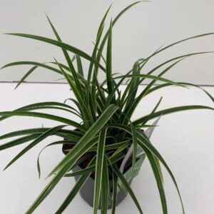 Carex morrowii Ice Dance
(6 Plants/Order)(17cmP 30cmH)
