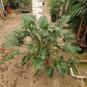 Philodendron Xanadu Bush
(1 Plants/Order)(27cmP 100cmH)