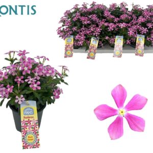 Catharanthus roseus Soirée Pink Whi Soiree Soft Pink 10,5 cm
(10 Plants/Order)(10.5cmP 17cmH)