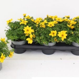 Bidens Yellow Charm Bidens ferulifolia Yellow Charm
(12 Plants/Order)(10.5cmP 15cmH)