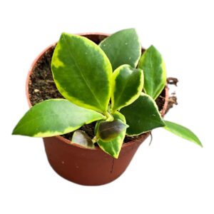 Hoya Heuschkeliana
(5 Plants/Order)(7cmP 5cmH)