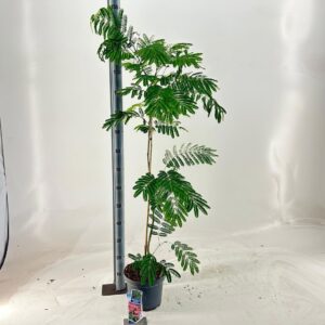 Albizia julibrissin Ombrella® ('Boubri'PBR)
(1 Plants/Order)(23cmP 145cmH)