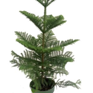 Araucaria heterophylla
(1 Plants/Order)(21cmP 80cmH)
