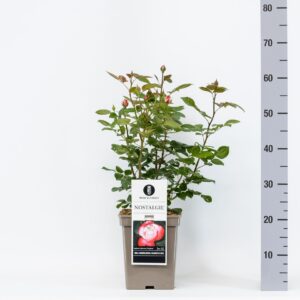 Rosa other (TH) Nostalgie C5
(1 Plants/Order)(23cmP 35cmH)