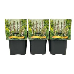 Acanthus mollis Morning Candle' C5
(1 Plants/Order)(21cmP 35cmH)