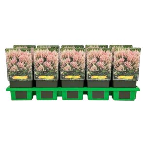 Astilbe Peach Blossom
(10 Plants/Order)(11cmP 25cmH)