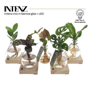 Indoor plants mix in Samoa Glas LED levertijd: 24 uur
(12 Plants/Order)(7cmP 15cmH)