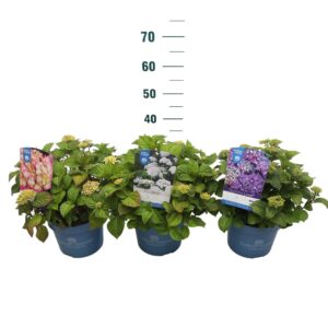 Hydrangea macrophylla Endless Summe Mix' P23
(1 Plants/Order)(23cmP 30cmH)
