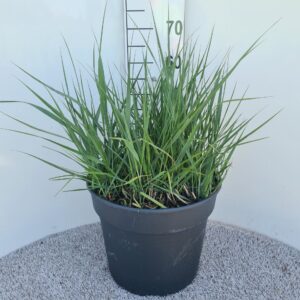 Panicum virgatum Prairie Sky P40
(1 Plants/Order)(40cmP 50cmH)