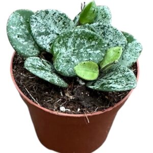 Hoya Mathilde splash
(14 Plants/Order)(8cmP 10cmH)