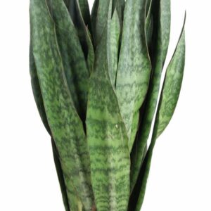 Sansevieria other Sauvage P30
(1 Plants/Order)(30cmP 120cmH)