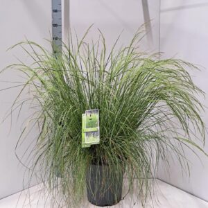 Deschampsia cespitosa Tardiflora'
(1 Plants/Order)(29cmP 105cmH)