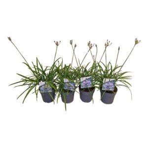 Agapanthus Brilliant Blue blauw. Pot 12 cm knoppen boven gewas
(8 Plants/Order)(12cmP 50cmH)