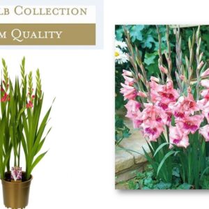 Gladiolus Glamini Eva
(1 Plants/Order)(19cmP 70cmH)