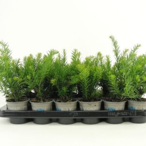 Taxus baccata Repandens
(18 Plants/Order)(9cmP 15cmH)