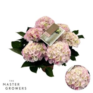 Hydrangea Hi Diamond Macrophylla pink 5+ Flowers
(6 Plants/Order)(14cmP 40cmH)