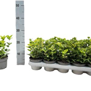 Euonymus japonicus Aureomarginatus
(10 Plants/Order)(12cmP 20cmH)