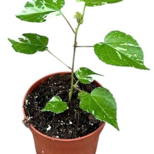 other plants Hibiscus Variegata
(9 Plants/Order)(10.5cmP 15cmH)