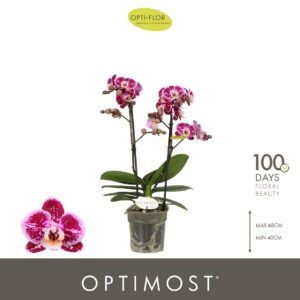 Phalaenopsis Bubbles Optimost 2 spike
(6 Plants/Order)(12cmP 45cmH)
