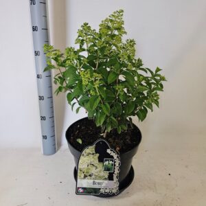Hydrangea paniculata Bobo
(1 Plants/Order)(29cmP 60cmH)