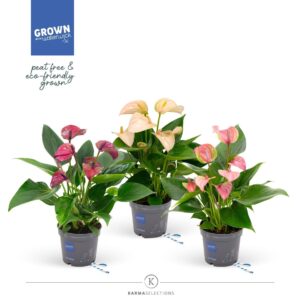 Anthurium mixed KARMA Multiflora 12cm
(4 Plants/Order)(12cmP 40cmH)