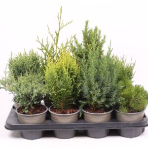 conifers mix
(8 Plants/Order)(13cmP 40cmH)