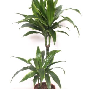 Dracaena Art 45-15
(1 Plants/Order)(19cmP 110cmH)